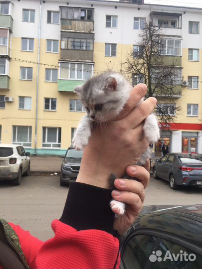 Котята в добрые руки даром