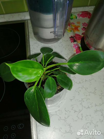 Ретуза Грин