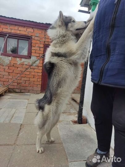 Хаски мальчик в добрые руки
