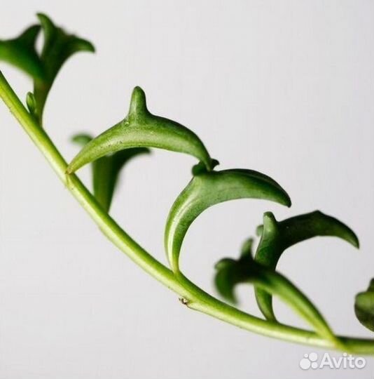 Крестовник дельфин