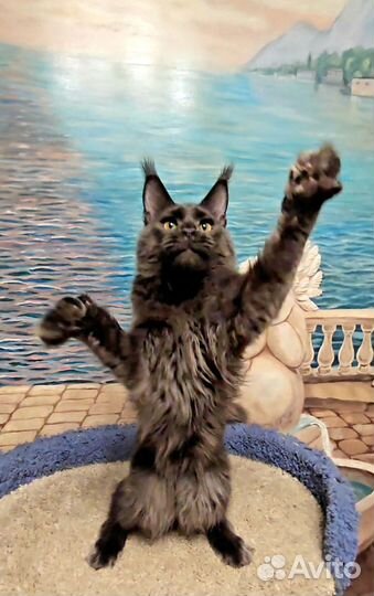 Мейн-кун девочка