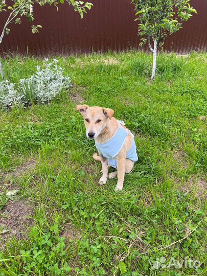 Собака в добрые руки щенок