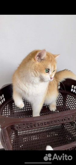 Британский кот золотая шиншилла ny 12