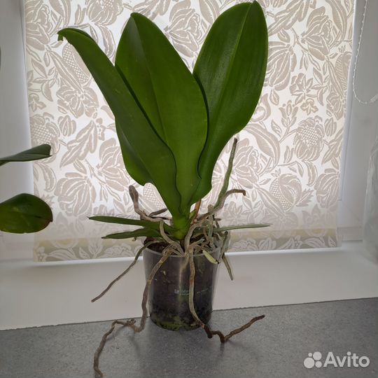 Орхидея фаленопсис Oxford