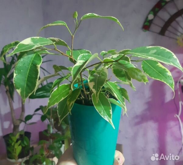 Фикус Бенджамина Кинки