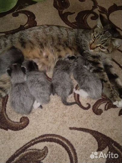 Котята отдам в добрые руки бесплатно