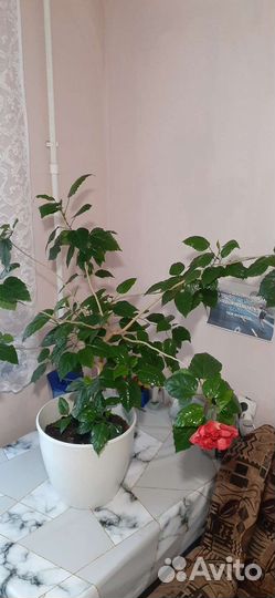 Сортовые гибискусы