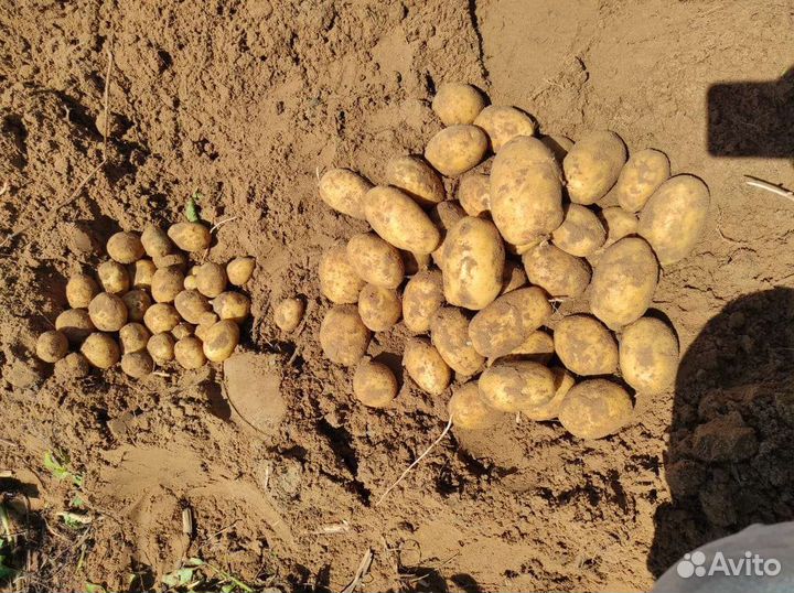 Картофель фермерский