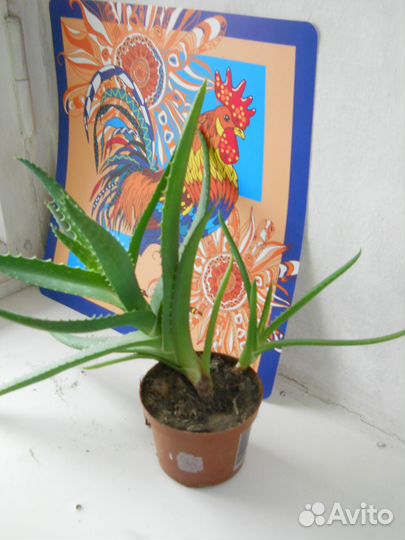 Алоэ домашний