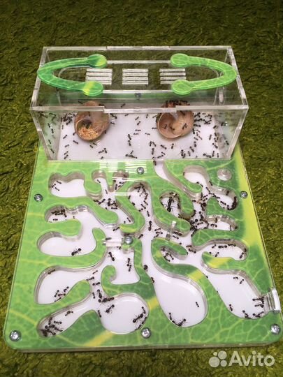 Муравьиная ферма