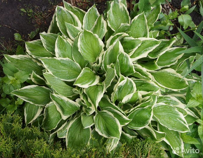 Хосты - 2 часть