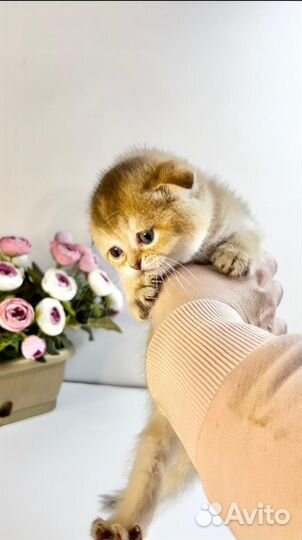 Шотландская вислоухая золотая шиншилла