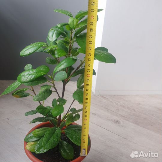 Комнатные растения