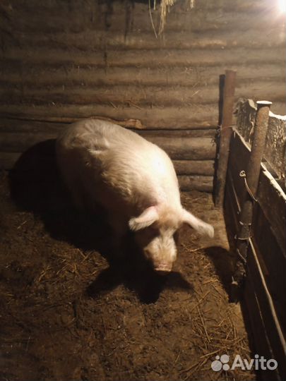 Продам хряка