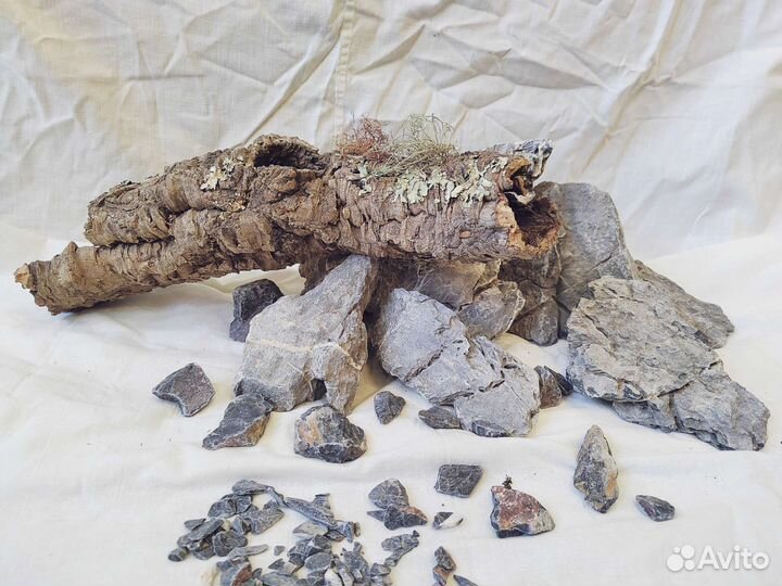 Коряга пробковый дуб