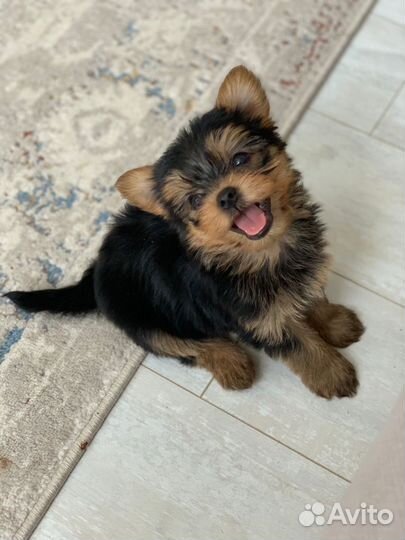 Йоркширский терьер мини беби фейс щенки