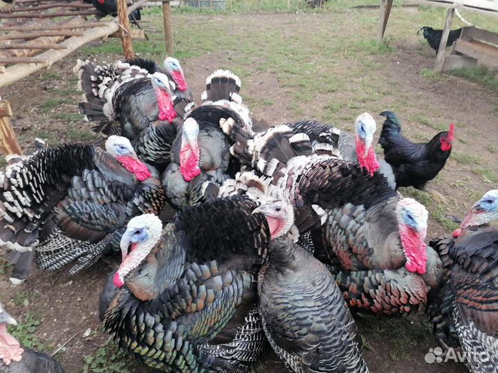 Индюки индюшата