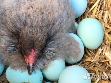 Яйца инкубационные Амераукана