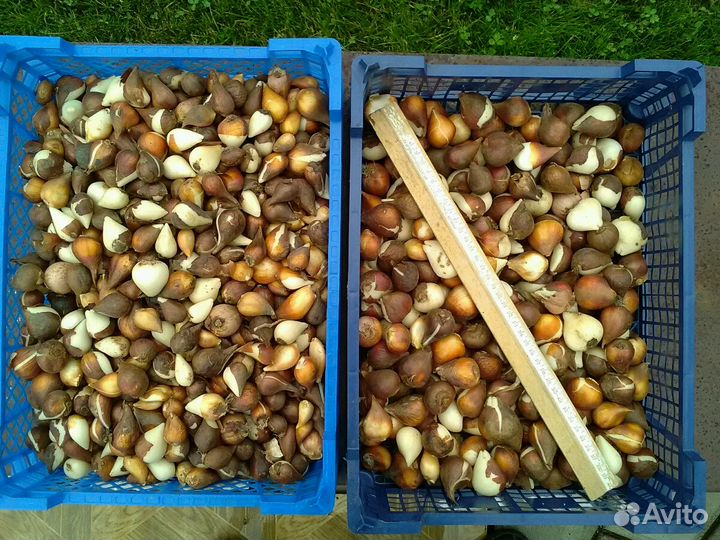 Тюльпаны луковицы для посадки