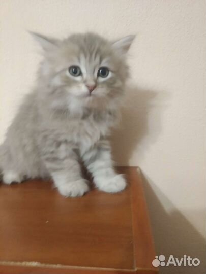 Шотландская