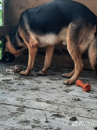 Немецкая овчарка кобель