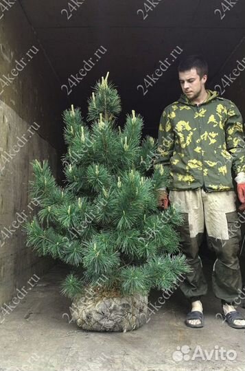 Саженцы сибирского кедра экстра класс