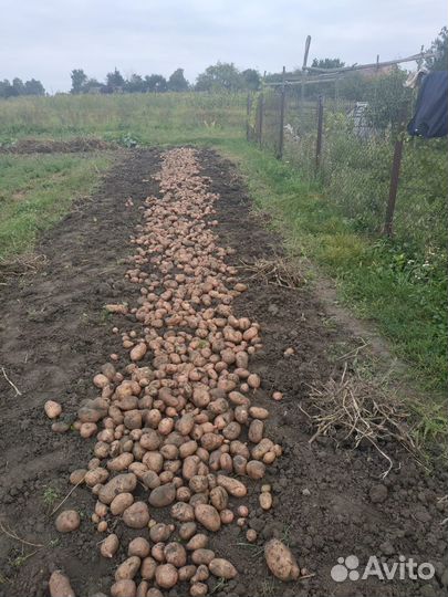 Продам картофель