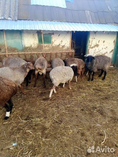 Овцы бараны ягнята
