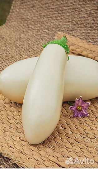 Баклажан Белый рыцарь F1 (Селекция 
