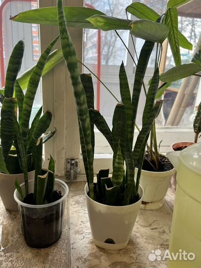 Сансевиерия (щучий хвост)