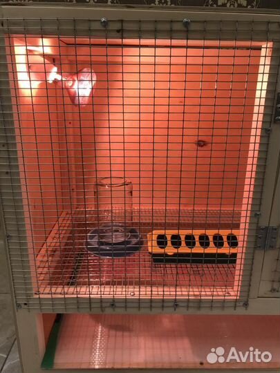 Брудер для цыплят