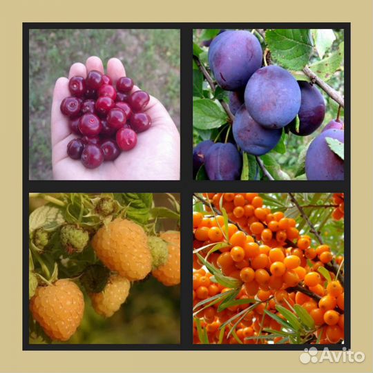 Саженцы плодовых для Вашего сада. Большой выбор