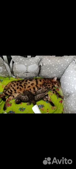 Бенгальская