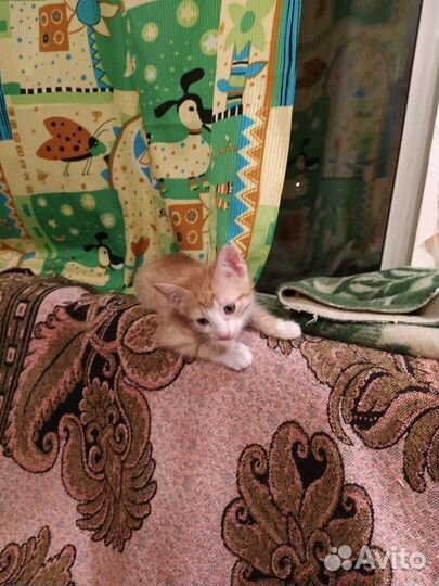 Котята ищут дом