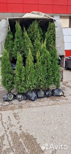 Можжевельник