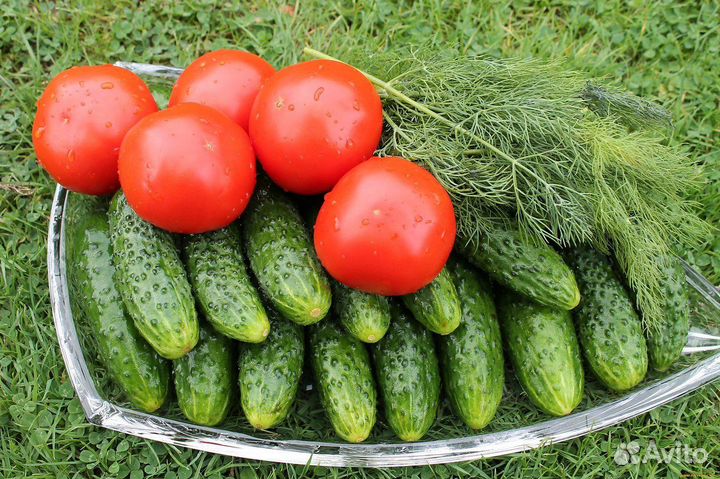 Продам домашние огурцы и помидоры