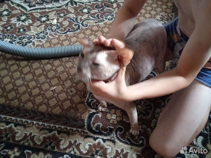 Кошечка и котенок сфинкс