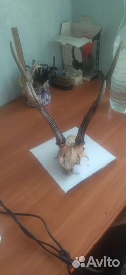 Рога косули