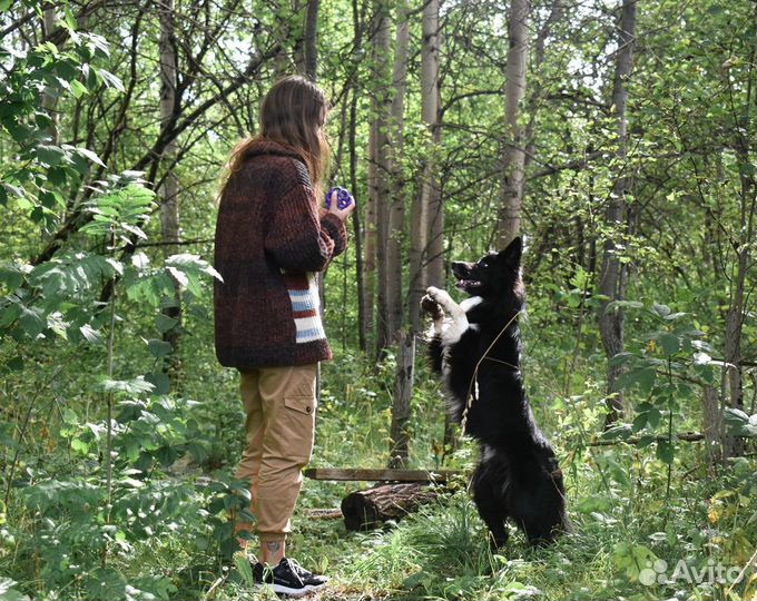 Дрессировка и воспитание собак
