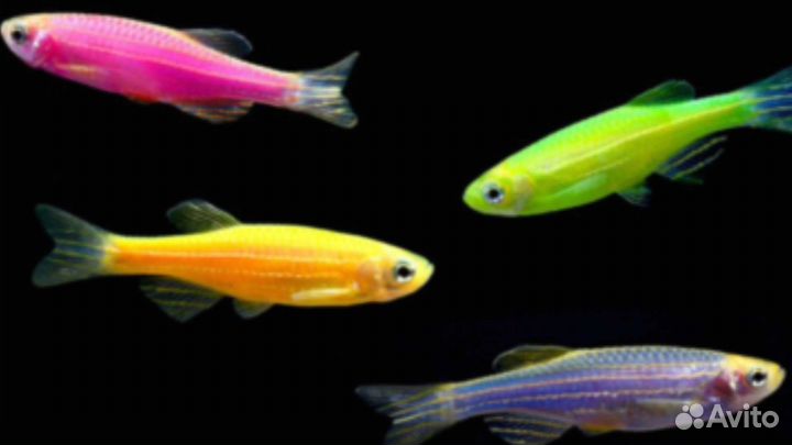 Рыбки аквариумные