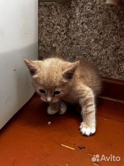 Котята мейн-кун бесплатно