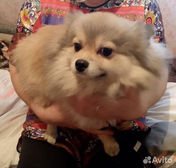 Немецкий шпиц