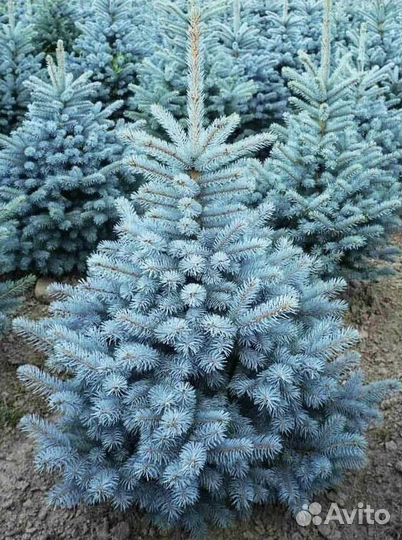 Ель колючая голубая в ассортименте