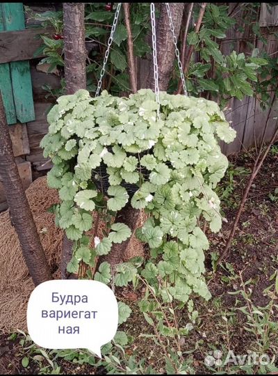 Будра вариегатная