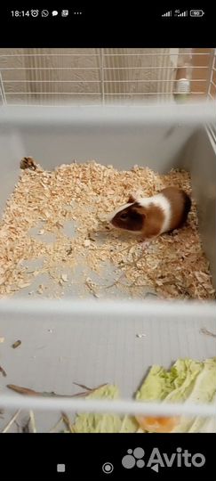 Морская свинка