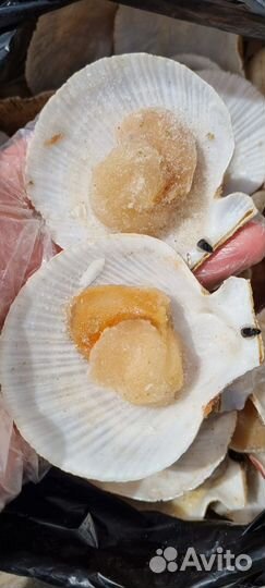 Гребешок на ракушке