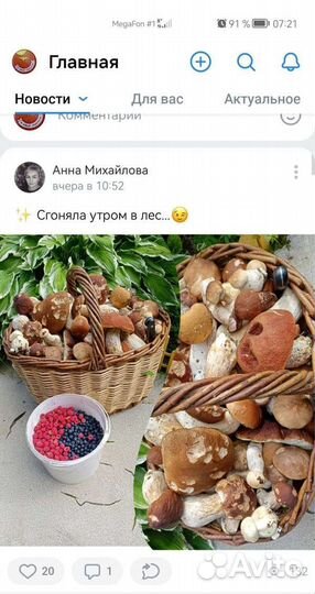 Черника, Грибы белые, боровики