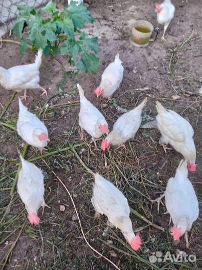 Куры несушки легорны