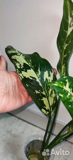 Диффенбахия индонезия