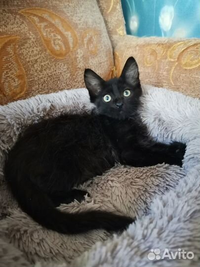 Котик ищет хозяев